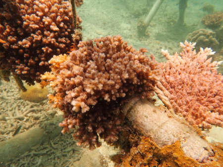Coral transplant at coral nursery area in Marine park Redang, Malaysiaの写真素材