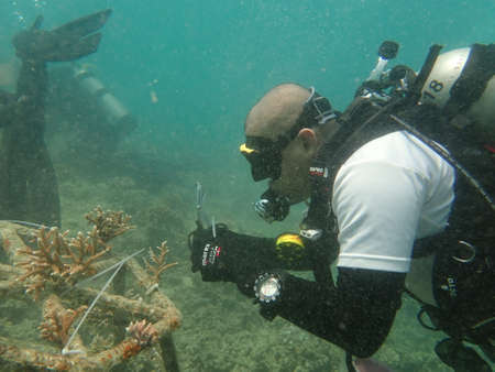Coral transplant at coral nursery area in Marine park Redang, Malaysiaの写真素材