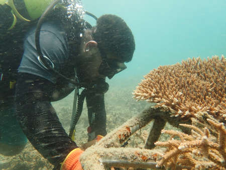 Coral transplant at coral nursery area in Marine park Redang, Malaysiaの写真素材