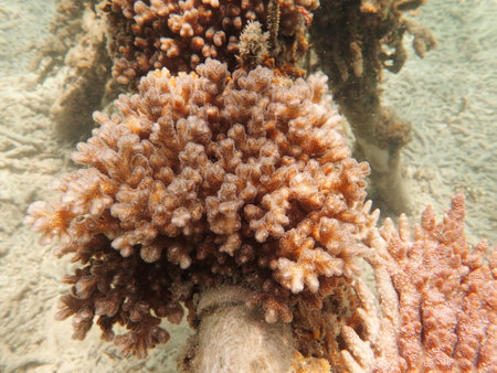 Coral transplant at coral nursery area in Marine park Redang, Malaysiaの写真素材