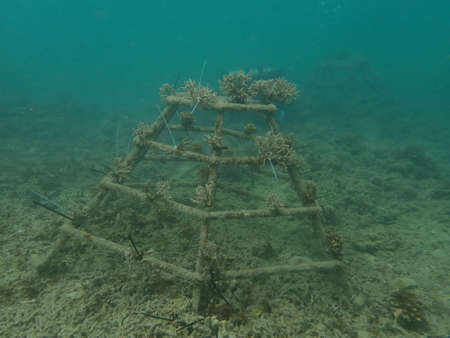 Coral transplant at coral nursery area in Marine park Redang, Malaysiaの写真素材