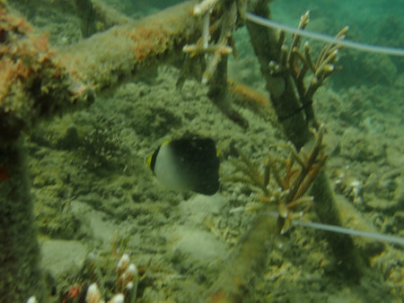 Coral transplant at coral nursery area in Marine park Redang, Malaysiaの写真素材