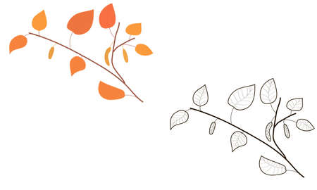 birch branch. doodle coloring. black and white version and color. autumn foliage. fall. plants and trees. coloring book for children. Birch. stickersのイラスト素材