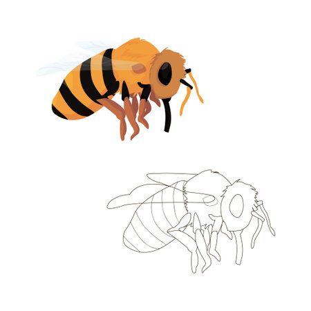 flying bee coloring book for children. color and black and white version. vector isolated. coloring on the theme of animals and insects. line art and cartoonのイラスト素材