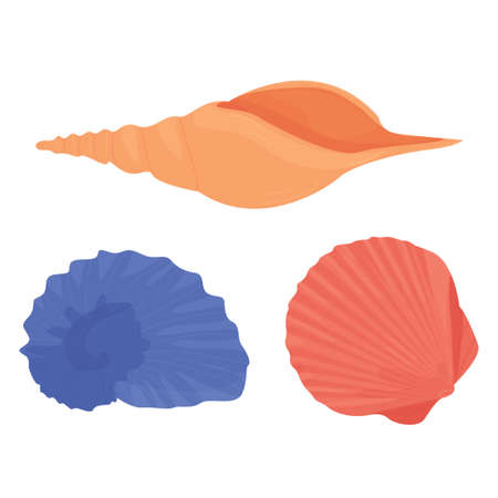 various sea shells isolated on white background. marine fauna. beach. Bivalve molluscs. Cephalopods....