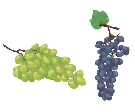 bunch of white and red grapes isolated on white background. fruit. berries. vineyard. geometric style. flat vector.のイラスト素材