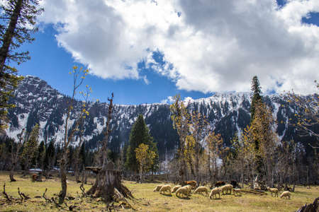 Living and Grazingの写真素材