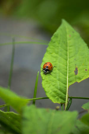 Ladybug Eating till it Fallsの写真素材