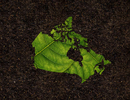 Canada map made of green leaves on soil background ecology conceptの写真素材
