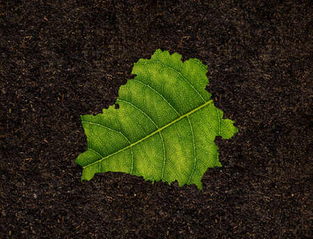 Belarus map made of green leaves, concept ecology Map green leaf on soil backgroundの写真素材