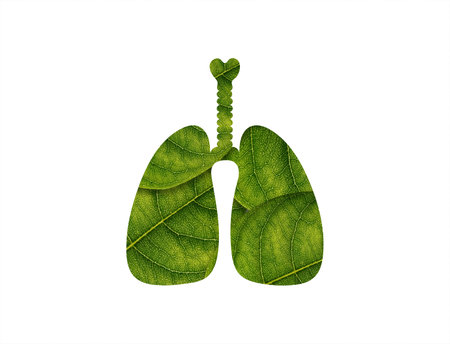 Lungs Shape of green leaves on white background ecology conceptの写真素材