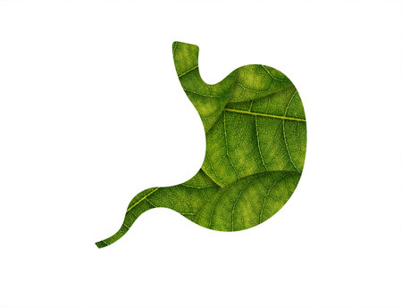 Stomach shape of green leaves on white background ecology conceptの写真素材