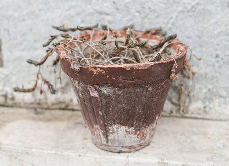 A weathered terracotta pot with dried, wilted plants insideの写真素材
