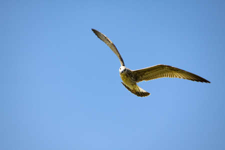 Seagull flying and landing with open wings on blue skyの写真素材