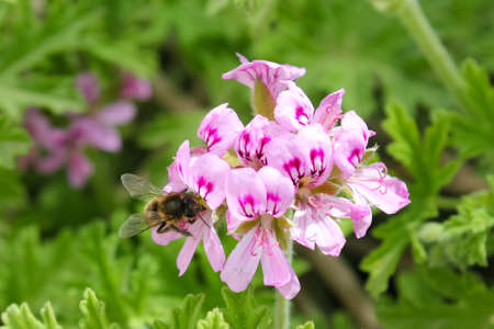 Honey bee on a pink geranium flower in the garden.の写真素材