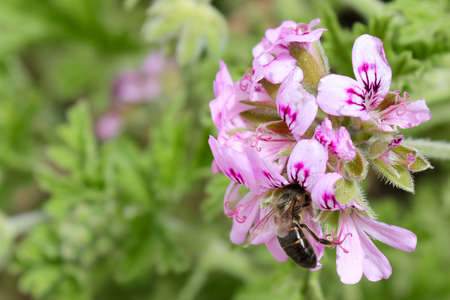 Honey bee pollinating a pink geranium flower in the gardenの写真素材