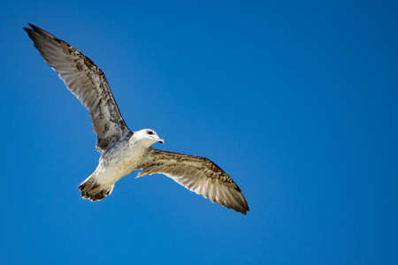 Seagull flying and landing with open wings on blue skyの写真素材