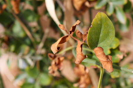 A closeup shot of a plant with brown and green leaves on itの写真素材