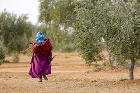 Agriculture and farming concept. An agro-industrial woman in a long purple dress carries a basket of olives on her back.の写真素材