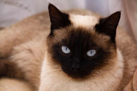 Siamese cat with blue eyes. Portrait of a cat.の写真素材
