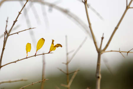 Tree branch with yellow leaves on a blurred background. Spring background.の写真素材