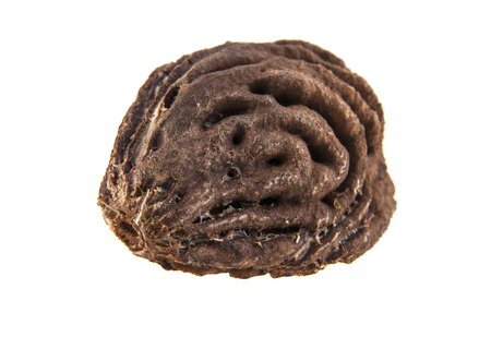 Bone of peach isolated on white backgroundの写真素材