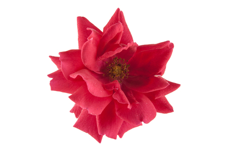 Red rose isolated on white backgroundの写真素材