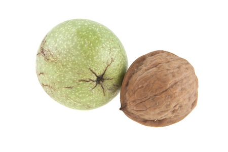 walnut isolated on white backgroundの写真素材