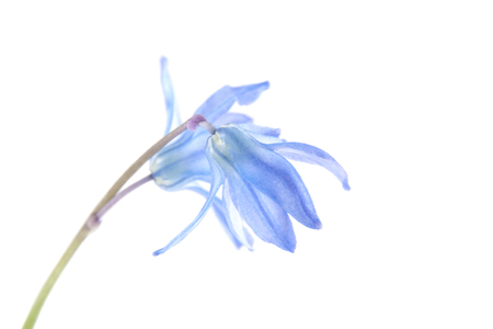spring blue flower isolated on white backgroundの写真素材