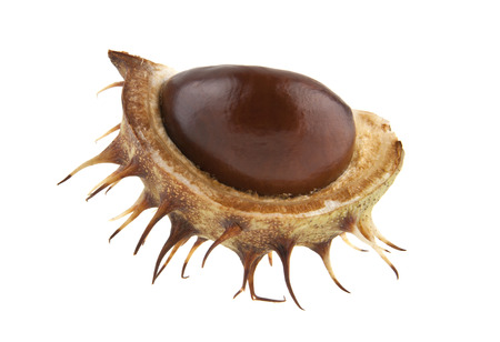 chestnut isolated on white background