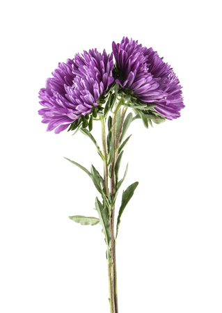 lilac aster isolated on white backgroundの写真素材