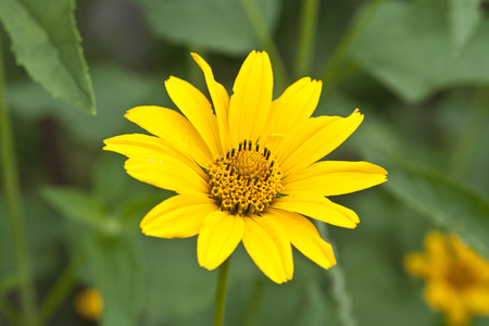 flower of calendula on green meadowの写真素材