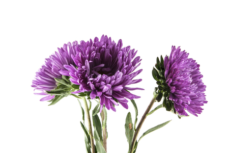 purple aster isolated on white backgroundの写真素材