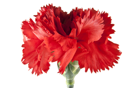 red carnation isolated on white backgroundの写真素材