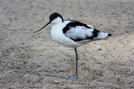 SÃ¤belschnÃ¤blerの写真素材