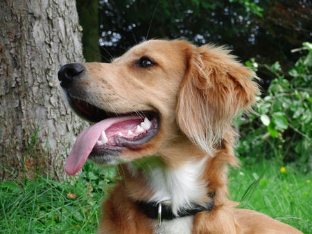 Golden Red.の写真素材