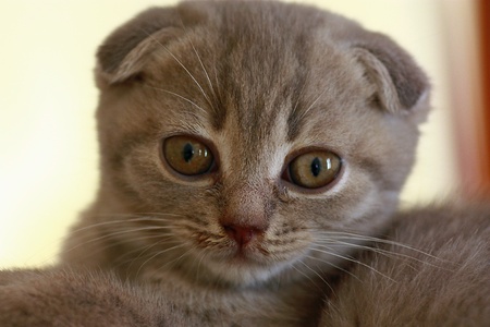 Scottish Foldの写真素材