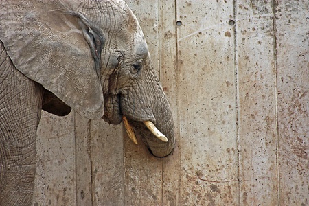 Elefantの写真素材
