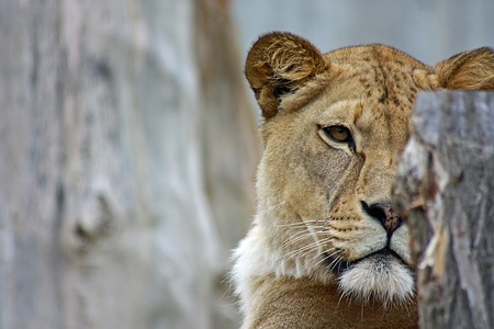 LÃ¶weの写真素材