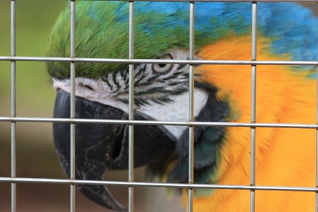 Gefangener Papageiの写真素材