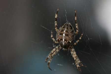 Kreuzspinne im Netzの写真素材