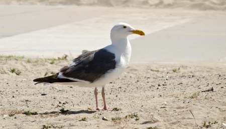 Seagull is standing on sand の写真素材