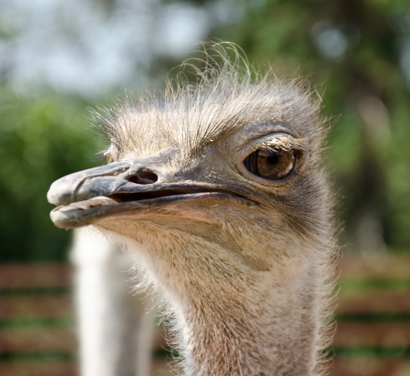 Ostrichの写真素材