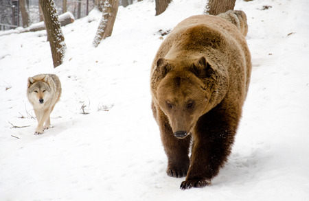Wolf and a bear walking in the forest の写真素材
