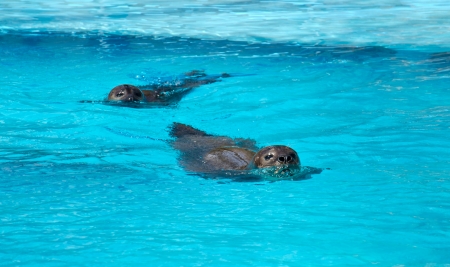 Seal - Phoca vitulinaの写真素材