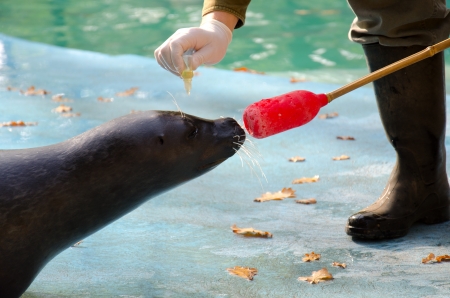 Seal - Phoca vitulinaの写真素材