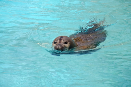 Seal - Phoca vitulinaの写真素材