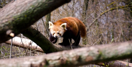 Ailurus fulgens - red pandaの写真素材
