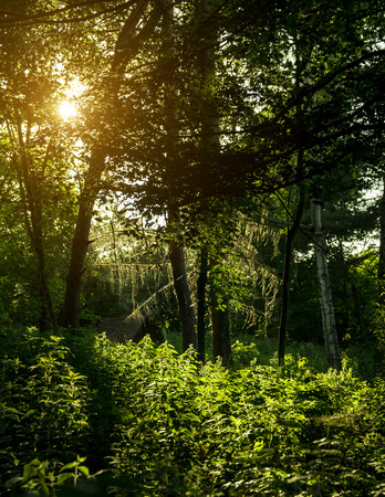 Beautiful forest in summer.の写真素材