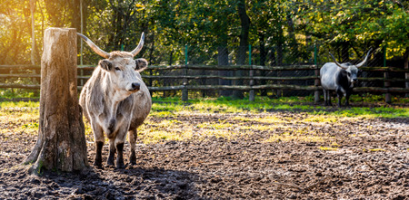 Hungarian grey cattle standing in the fieldの写真素材